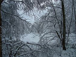 Birkenwald im Schnee 2