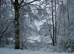 Birkenwald im Schnee 1
